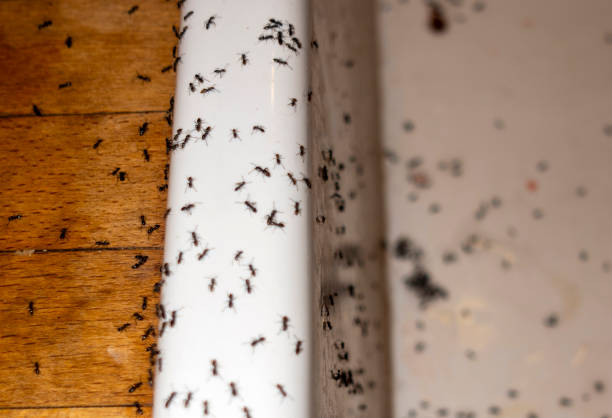 Best Affordable Pest Control Services  in Aledo, TX